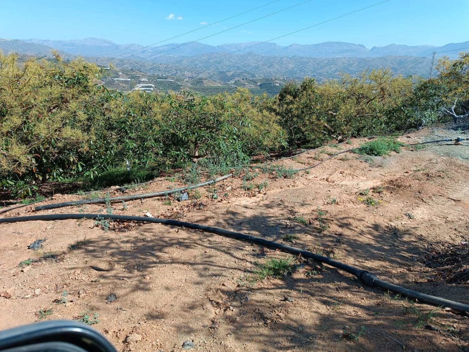 avocado farm in iznate