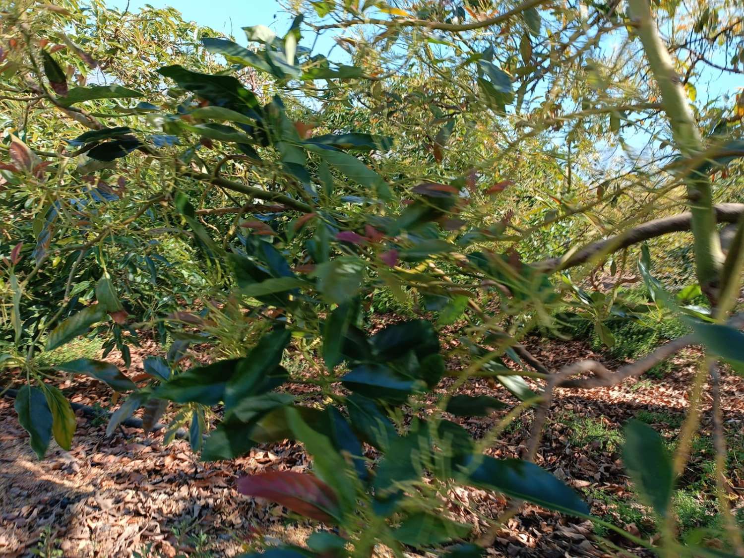 avocado farm in iznate