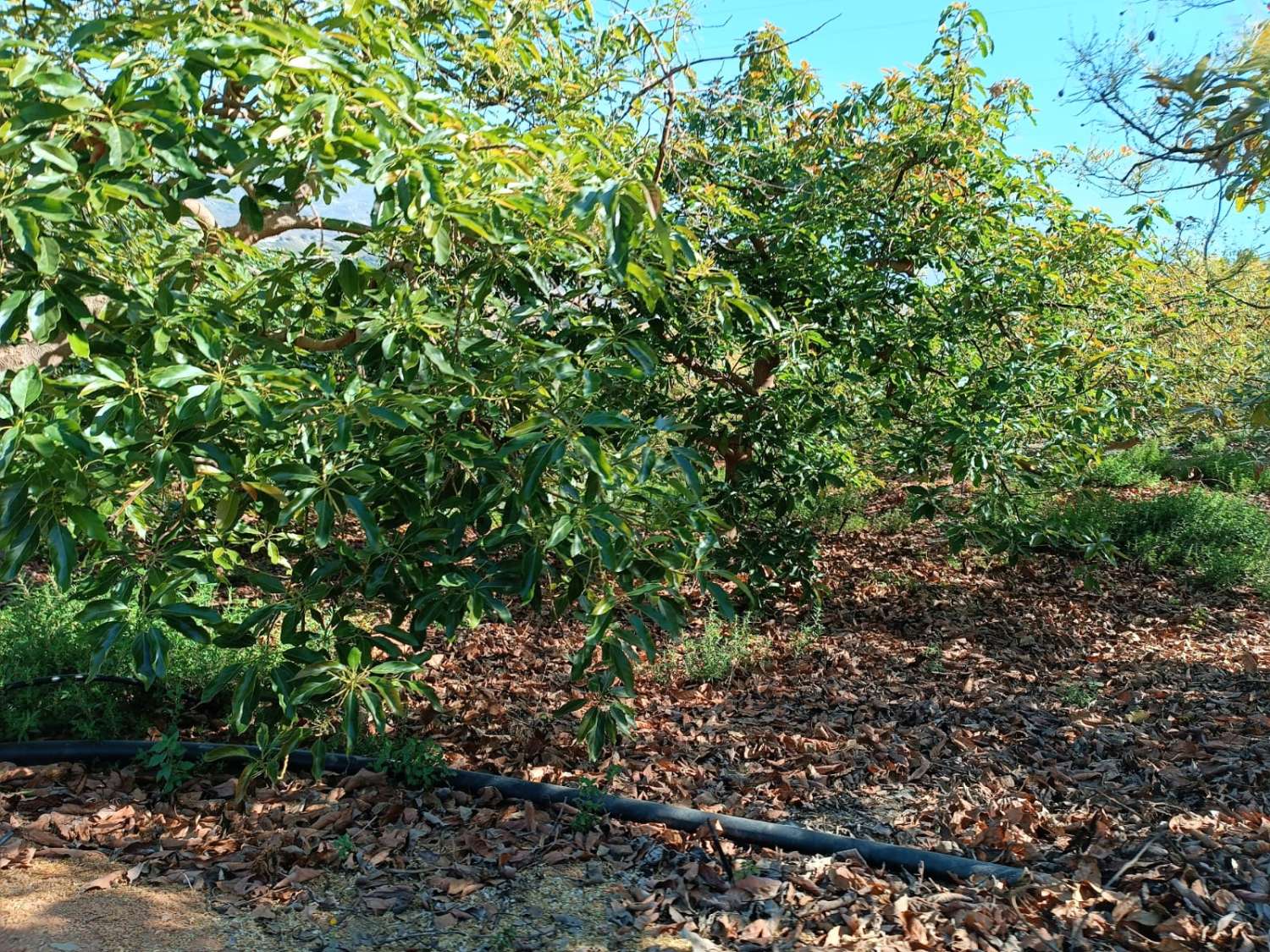 avocado farm in iznate