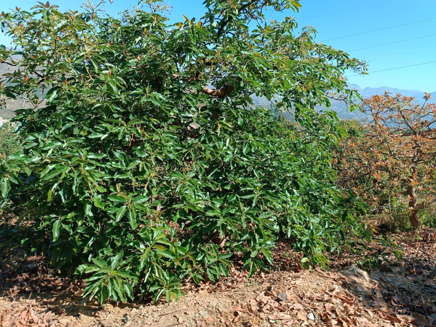 avocado farm in iznate