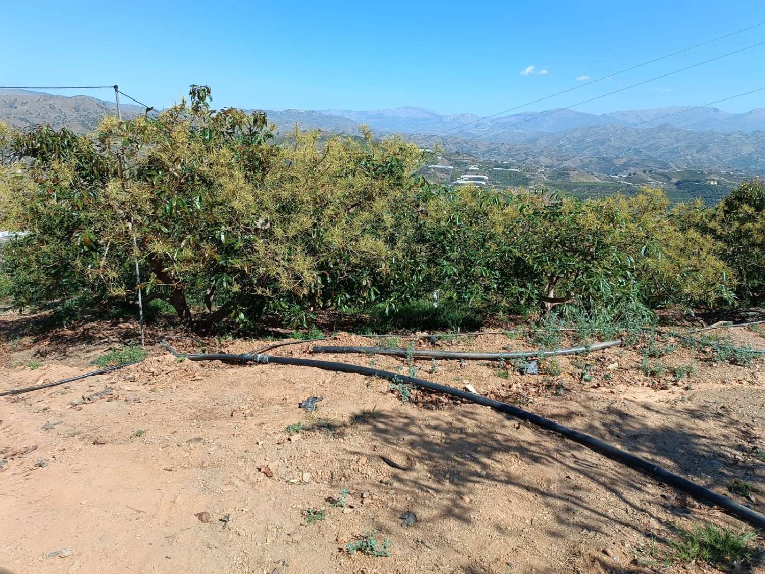 avocado farm in iznate