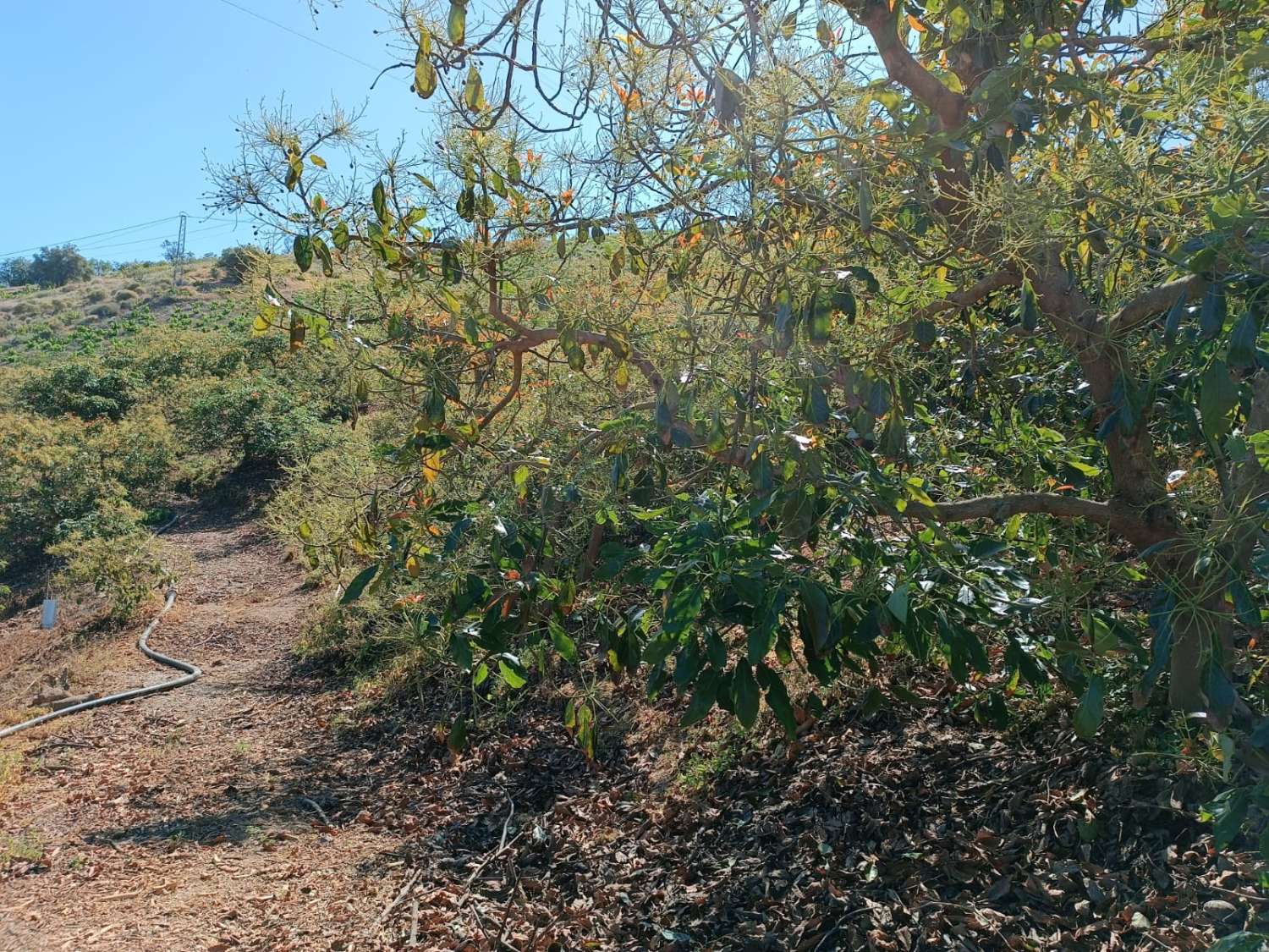 avocado farm in iznate