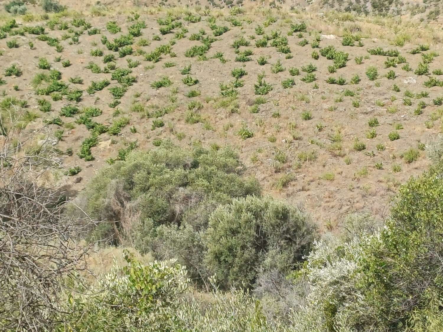 Parcel·la rústica de vinyes i oliveres en emmatxar