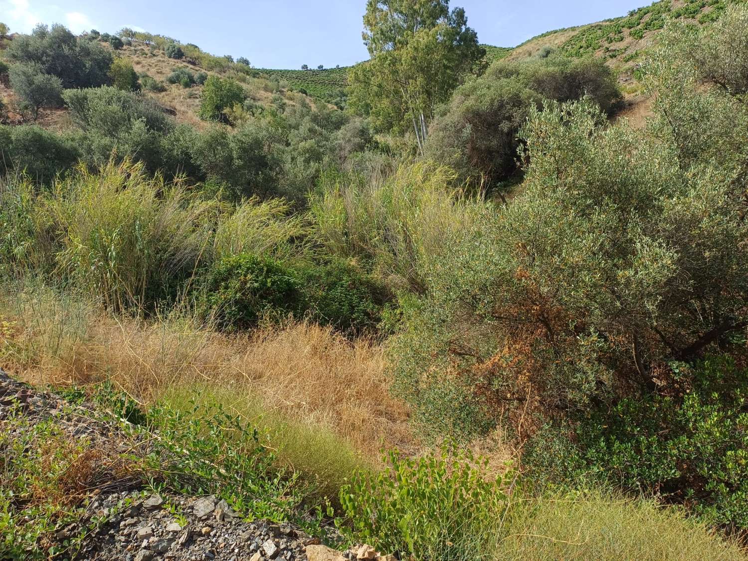 Terrain rustique de vignes et d'oliviers à Almachar