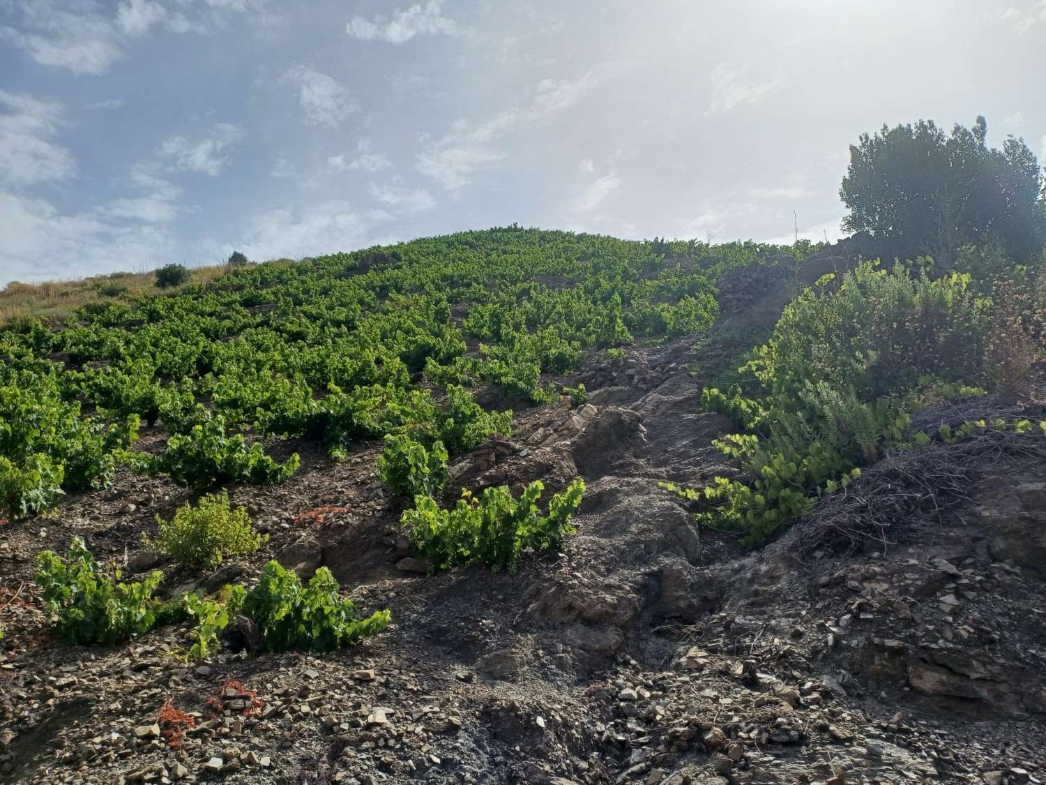 Parcela rustica de viñas y olivos en almachar