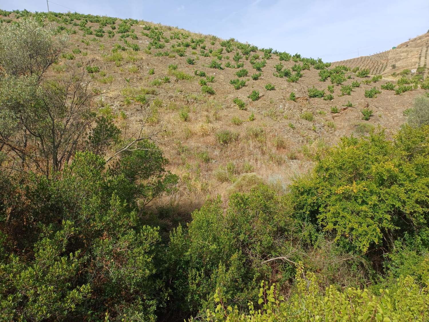 Parcela rustica de viñas y olivos en almachar