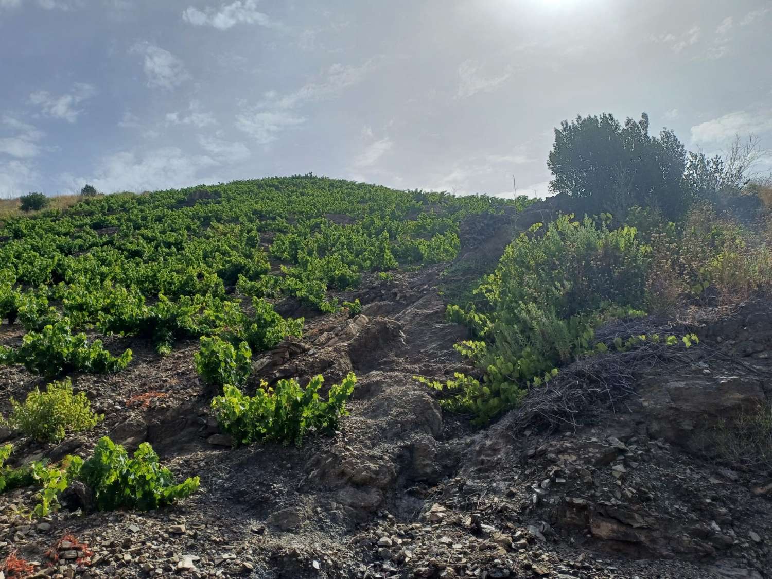 Rustic plot of vineyards and olive trees in Almachar