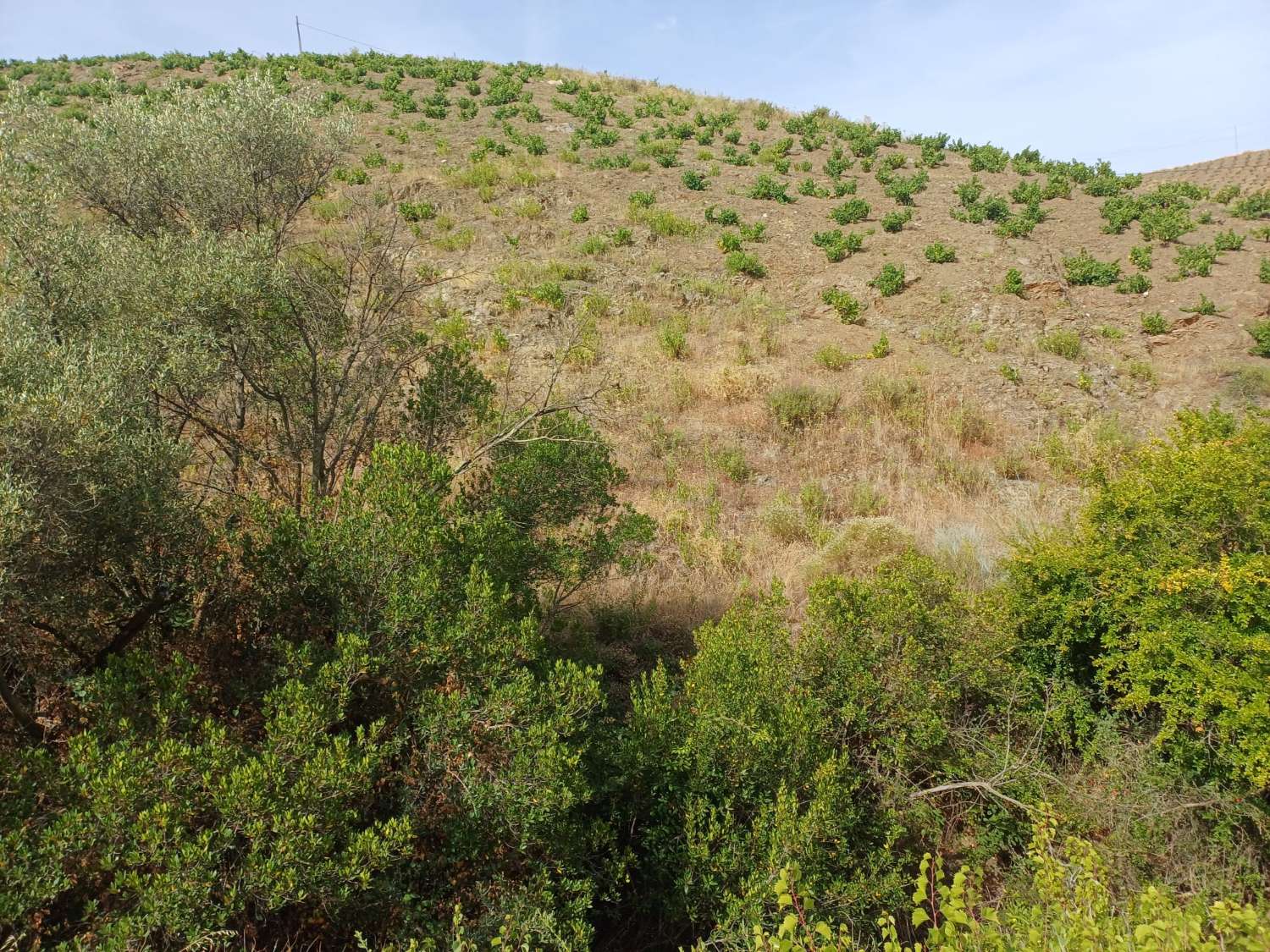 Parcela rustica de viñas y olivos en almachar