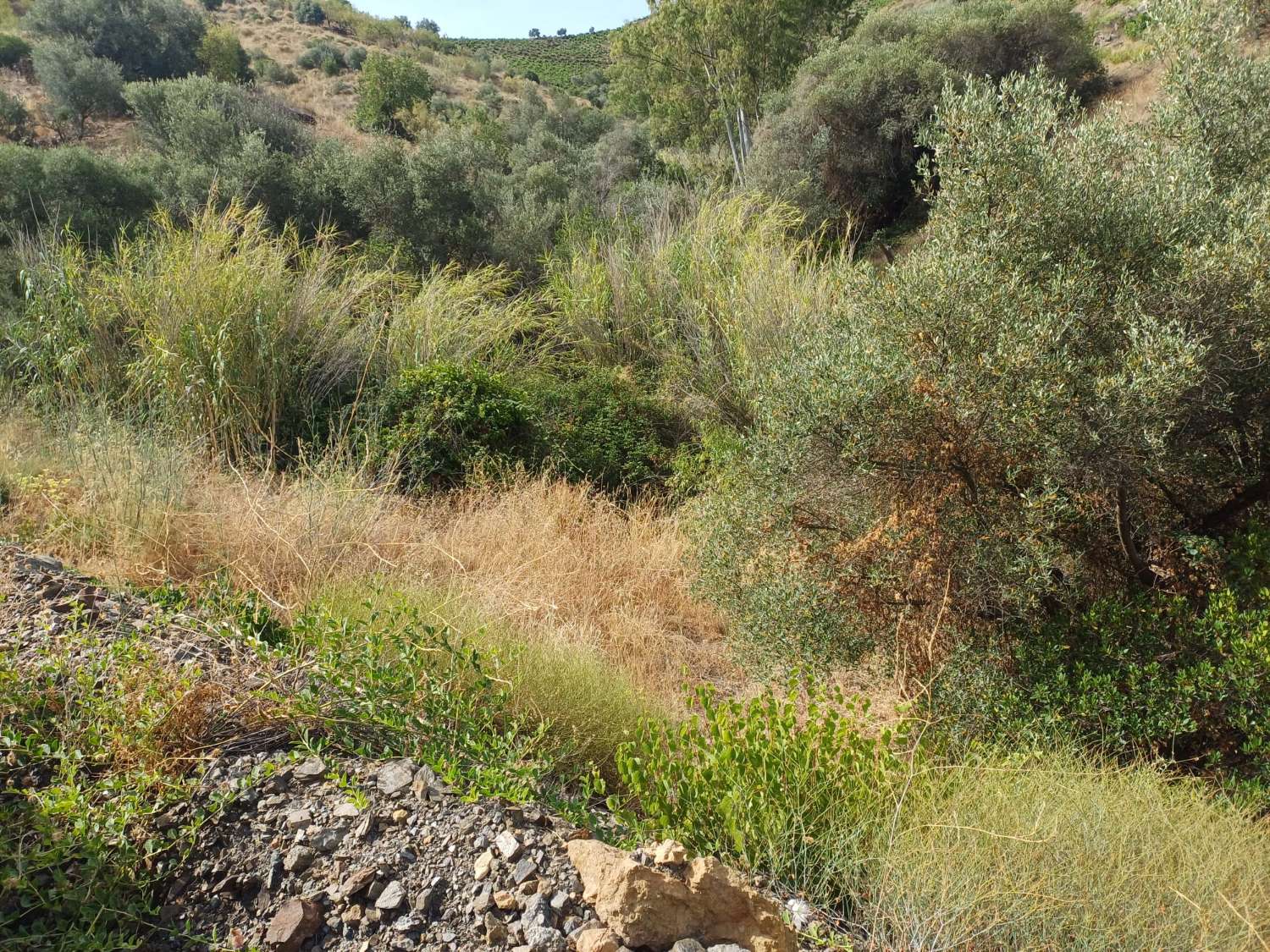 Terreno rustico di vigneti e ulivi ad Almachar