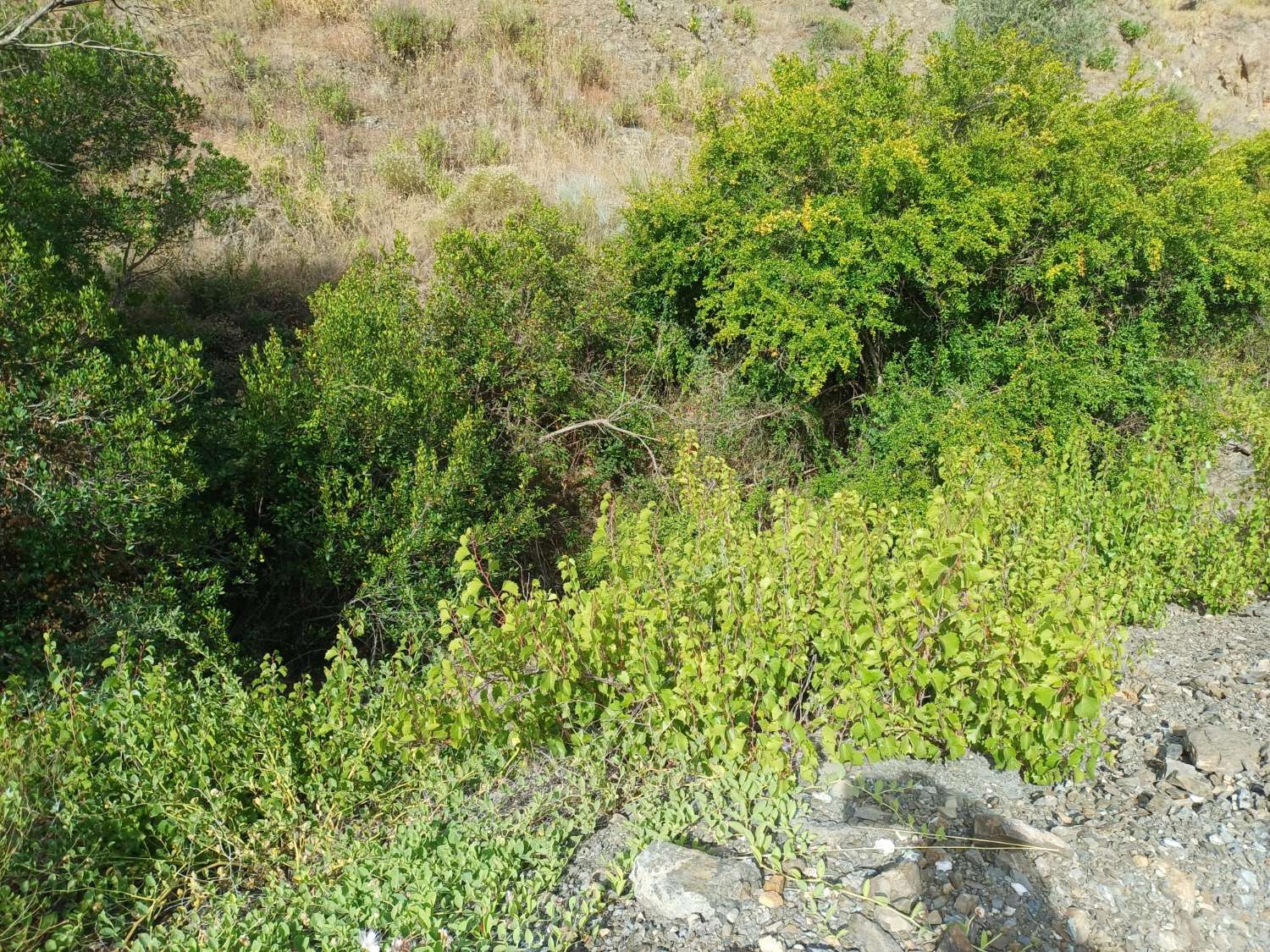 Rustic plot of vineyards and olive trees in Almachar