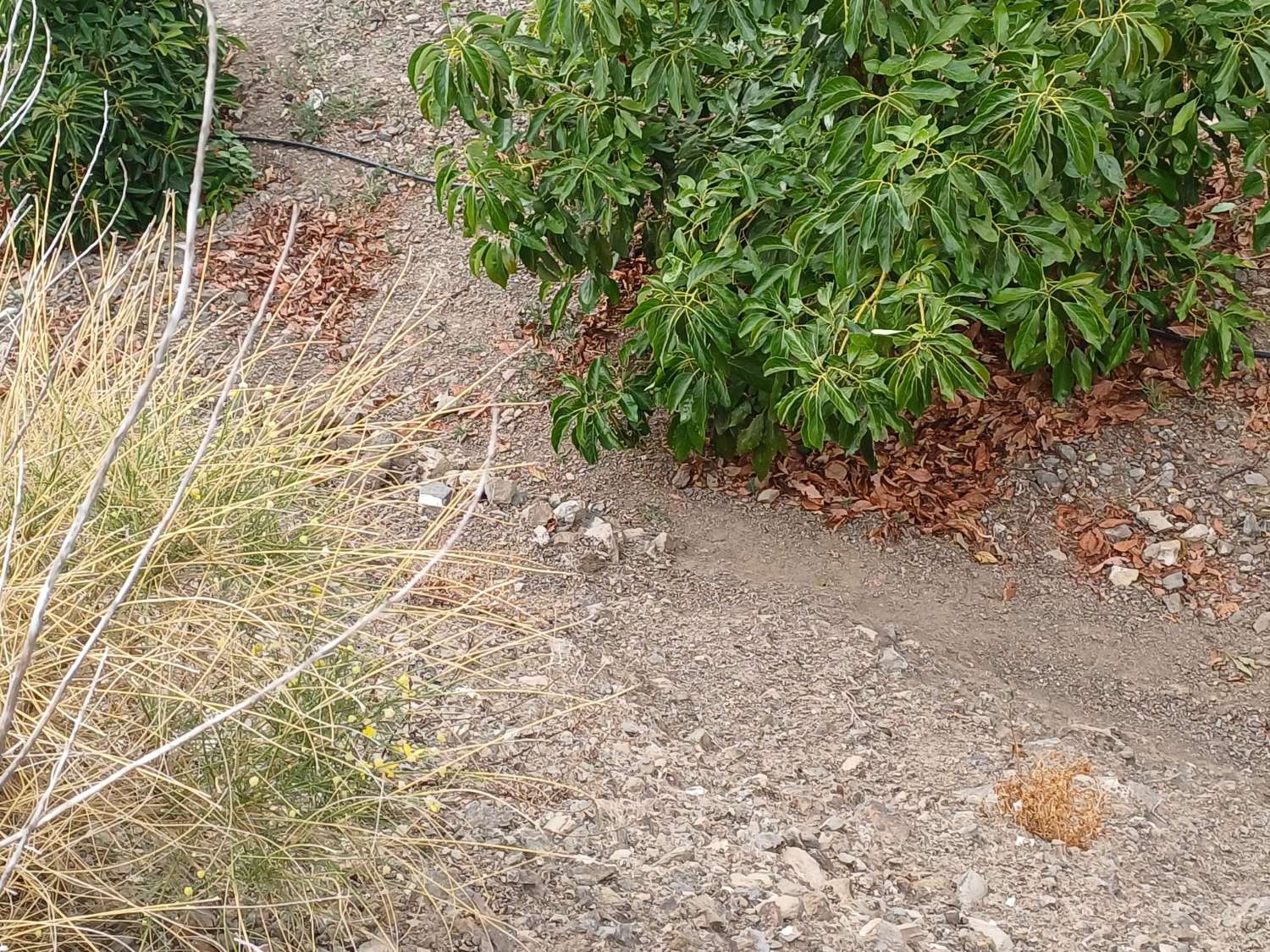 finca  en almachar con estructura y casita de aperos