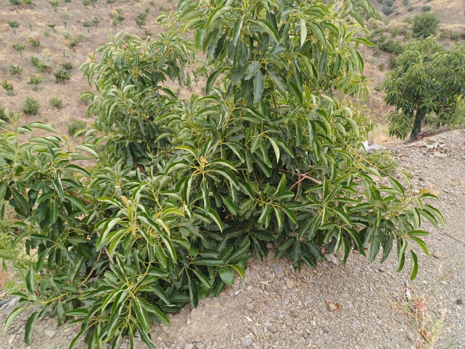 finca  en almachar con estructura y casita de aperos