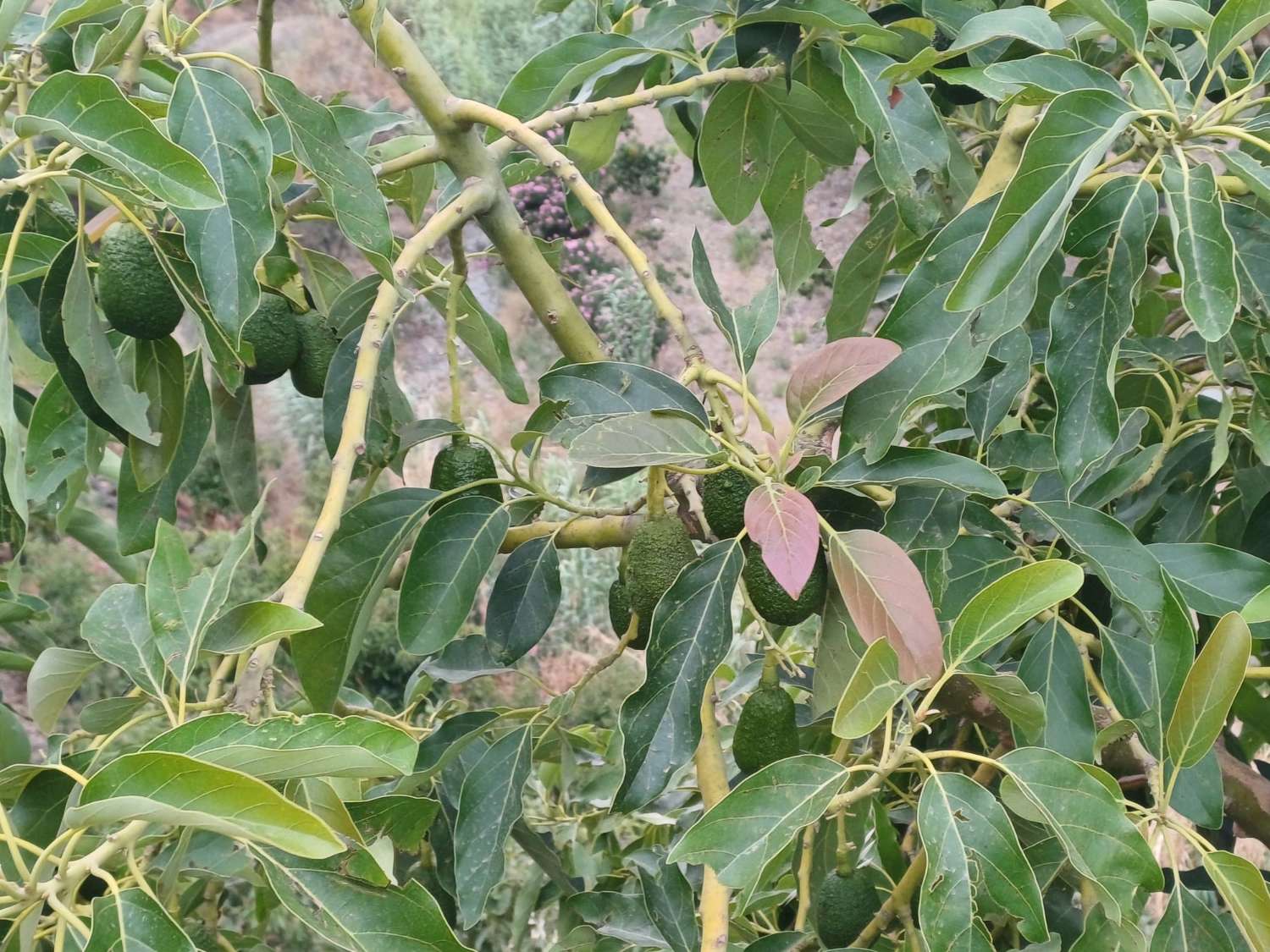 finca  en almachar con estructura y casita de aperos