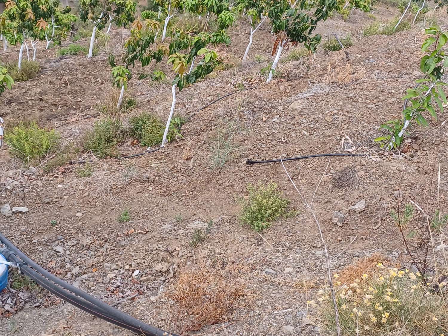 finca  en almachar con estructura y casita de aperos