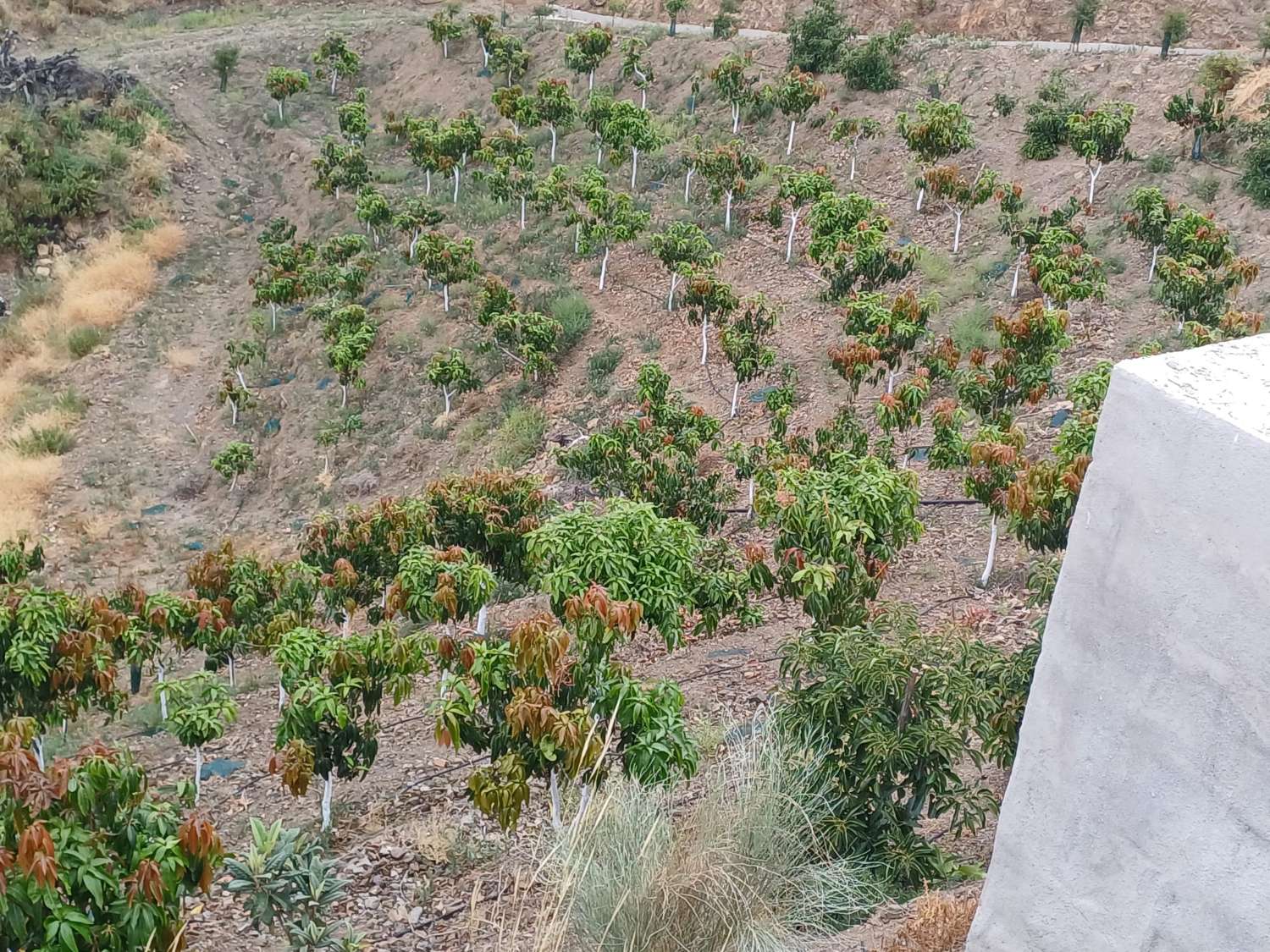 Bauernhof in Almachar mit Struktur und Werkzeughaus