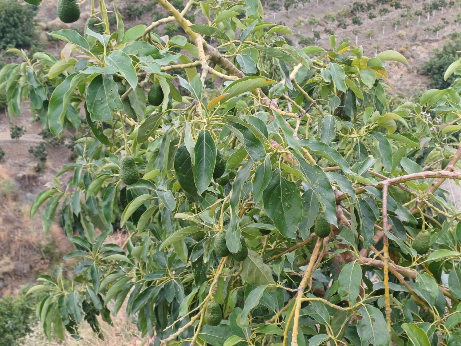 finca  en almachar con estructura y casita de aperos