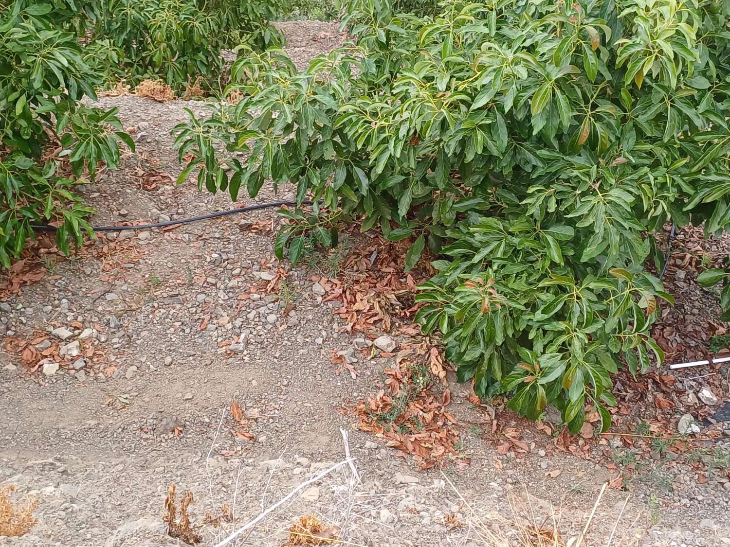 finca  en almachar con estructura y casita de aperos