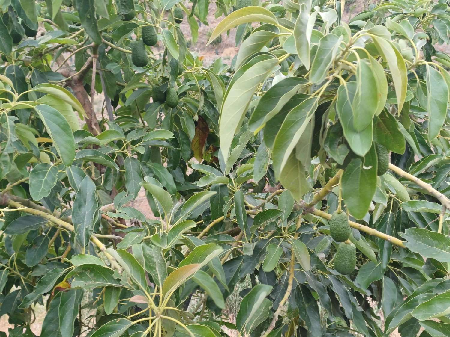 finca  en almachar con estructura y casita de aperos