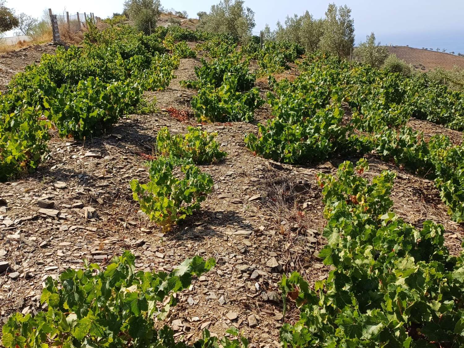 Paecela im Moclinejo-Weinbergstand