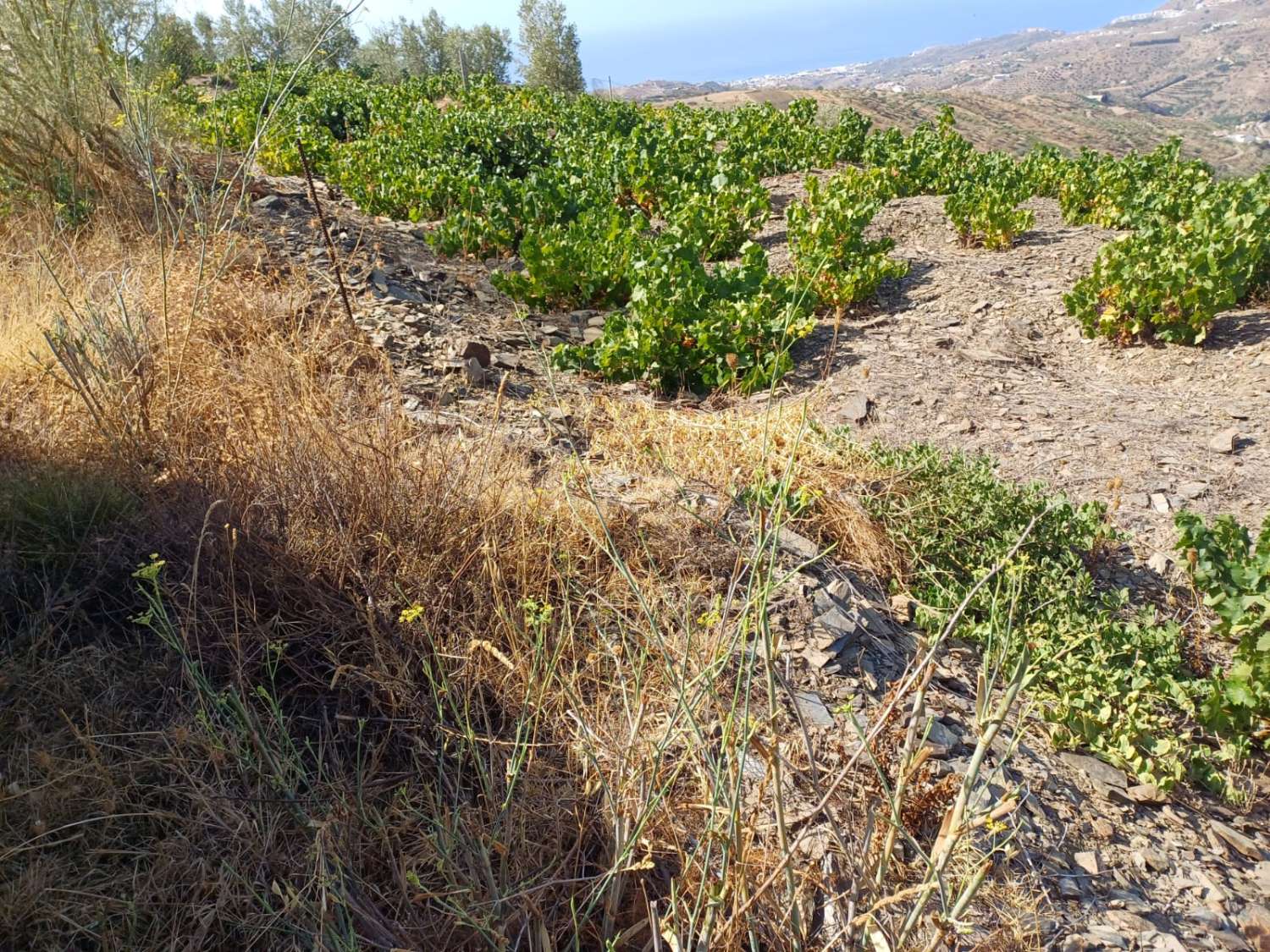 Plot en venda in Moclinejo