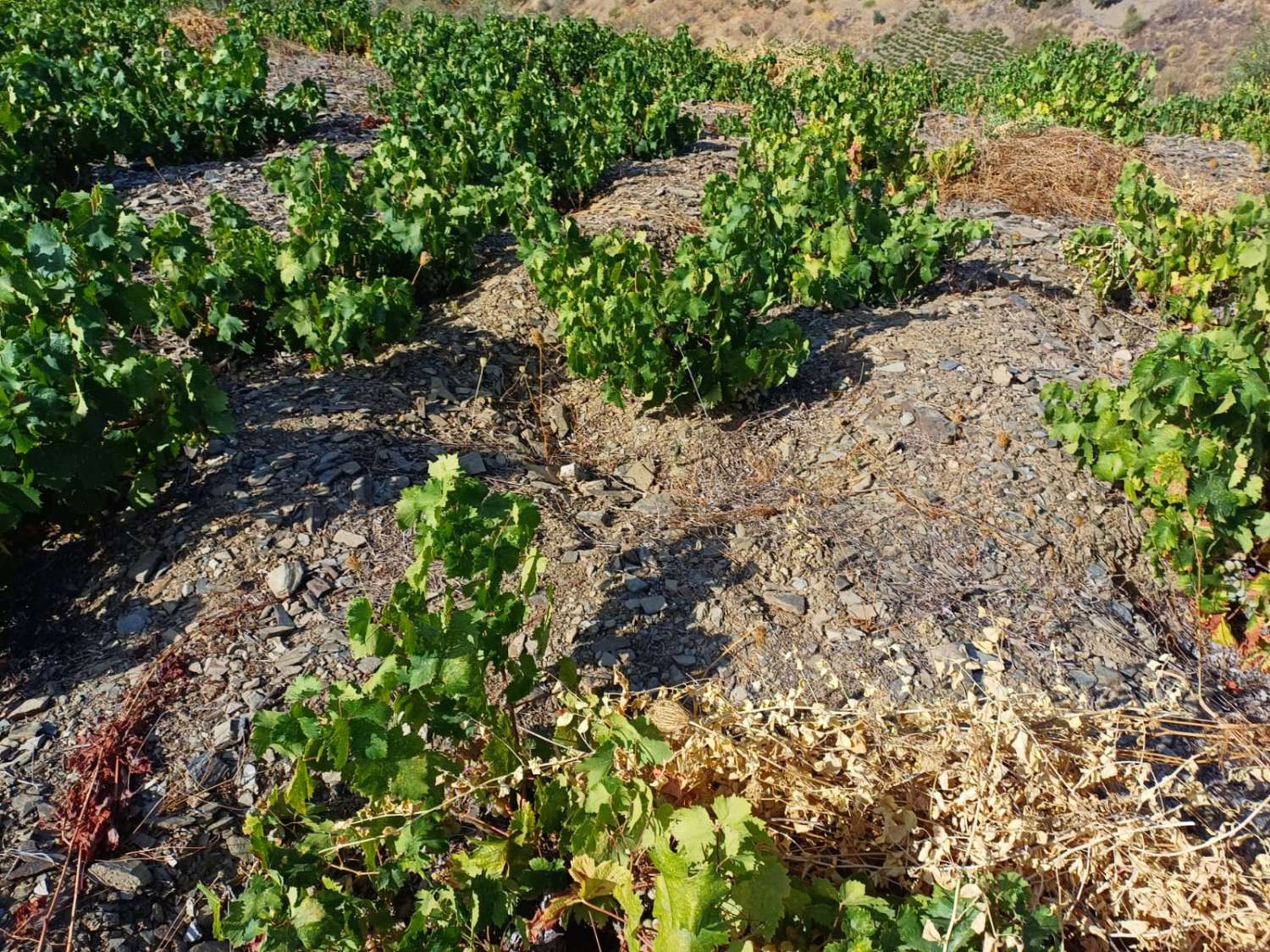 Paecela im Moclinejo-Weinbergstand