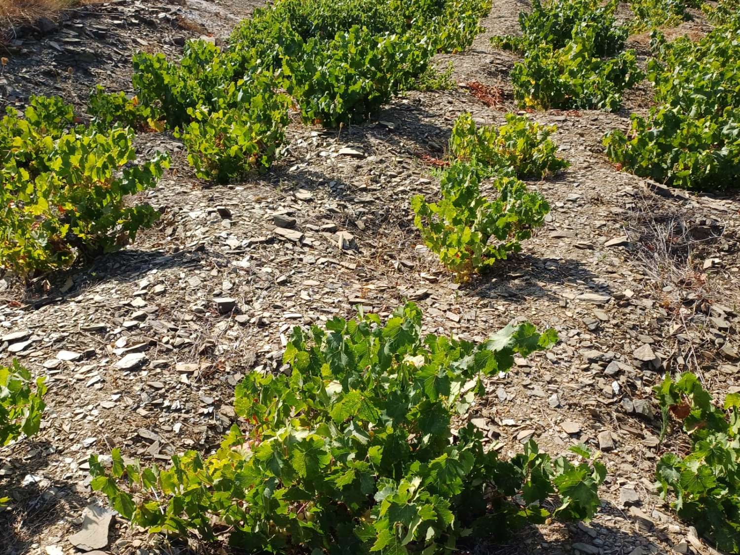 Paecela im Moclinejo-Weinbergstand