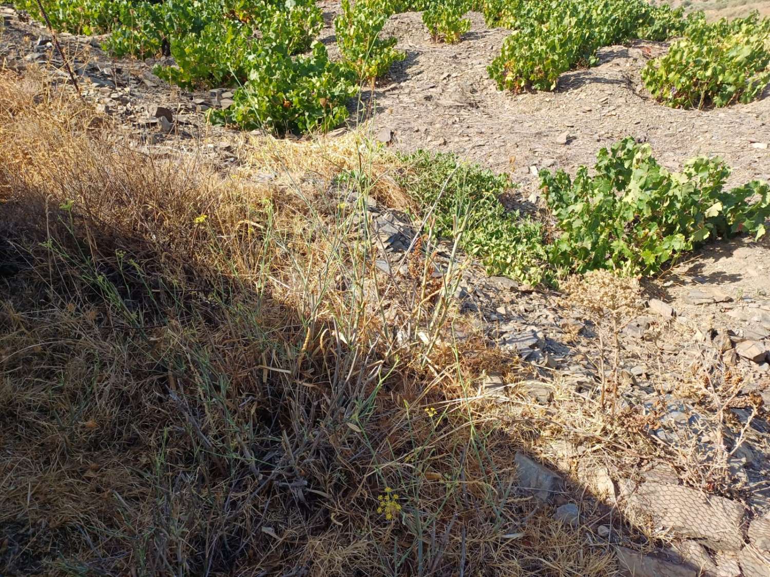 Paecela in Moclinejo vineyards