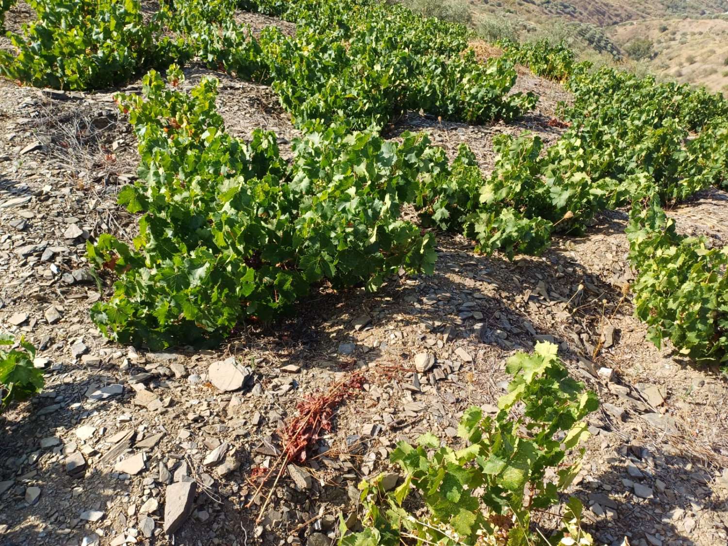 paecela nel vigneto moclinejo