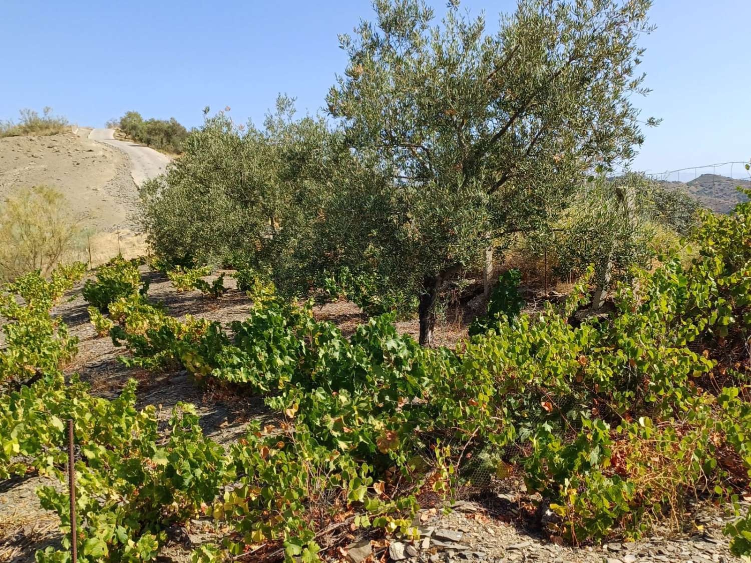 Paecela im Moclinejo-Weinbergstand