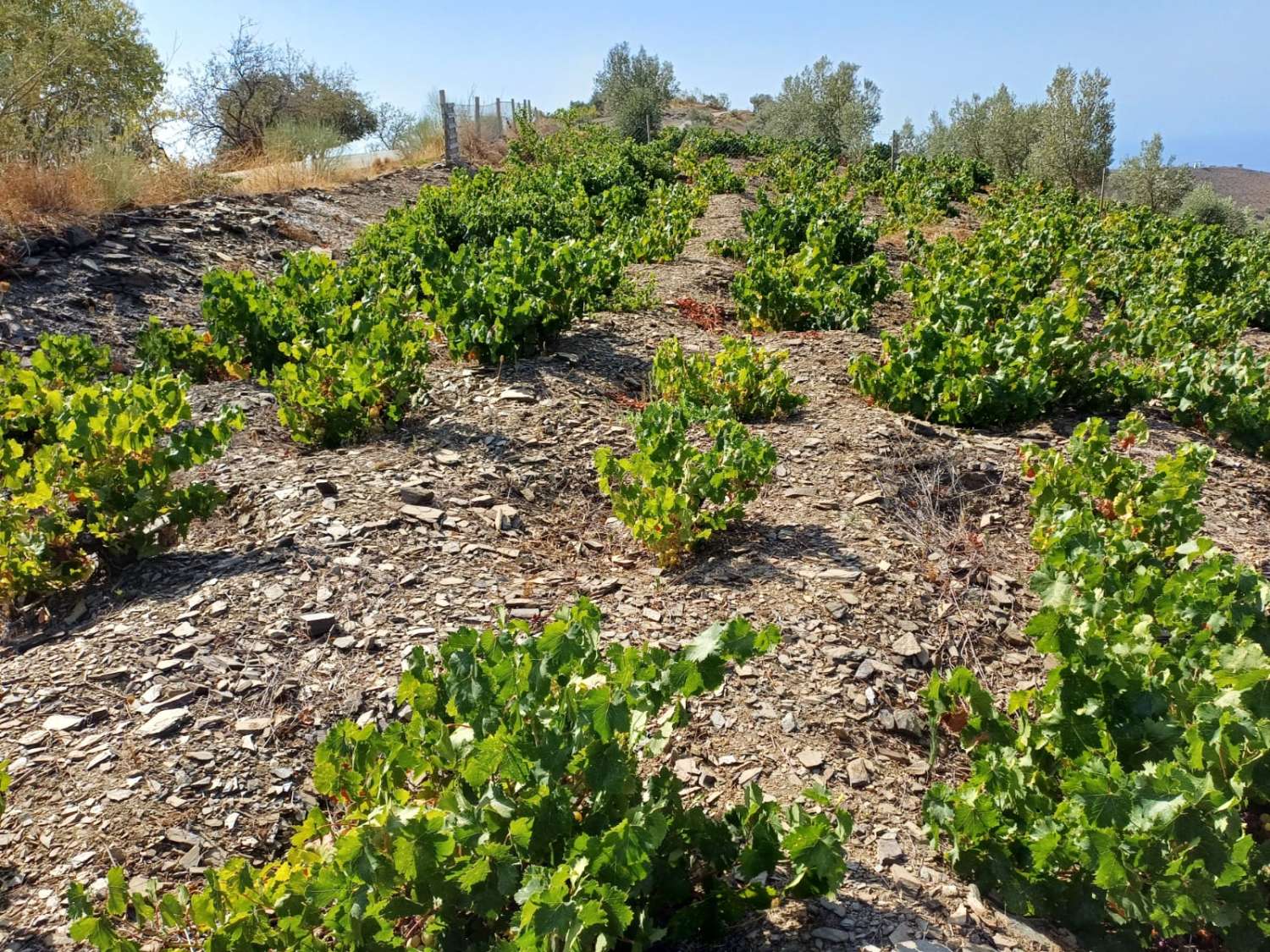 Paecela in Moclinejo vineyards