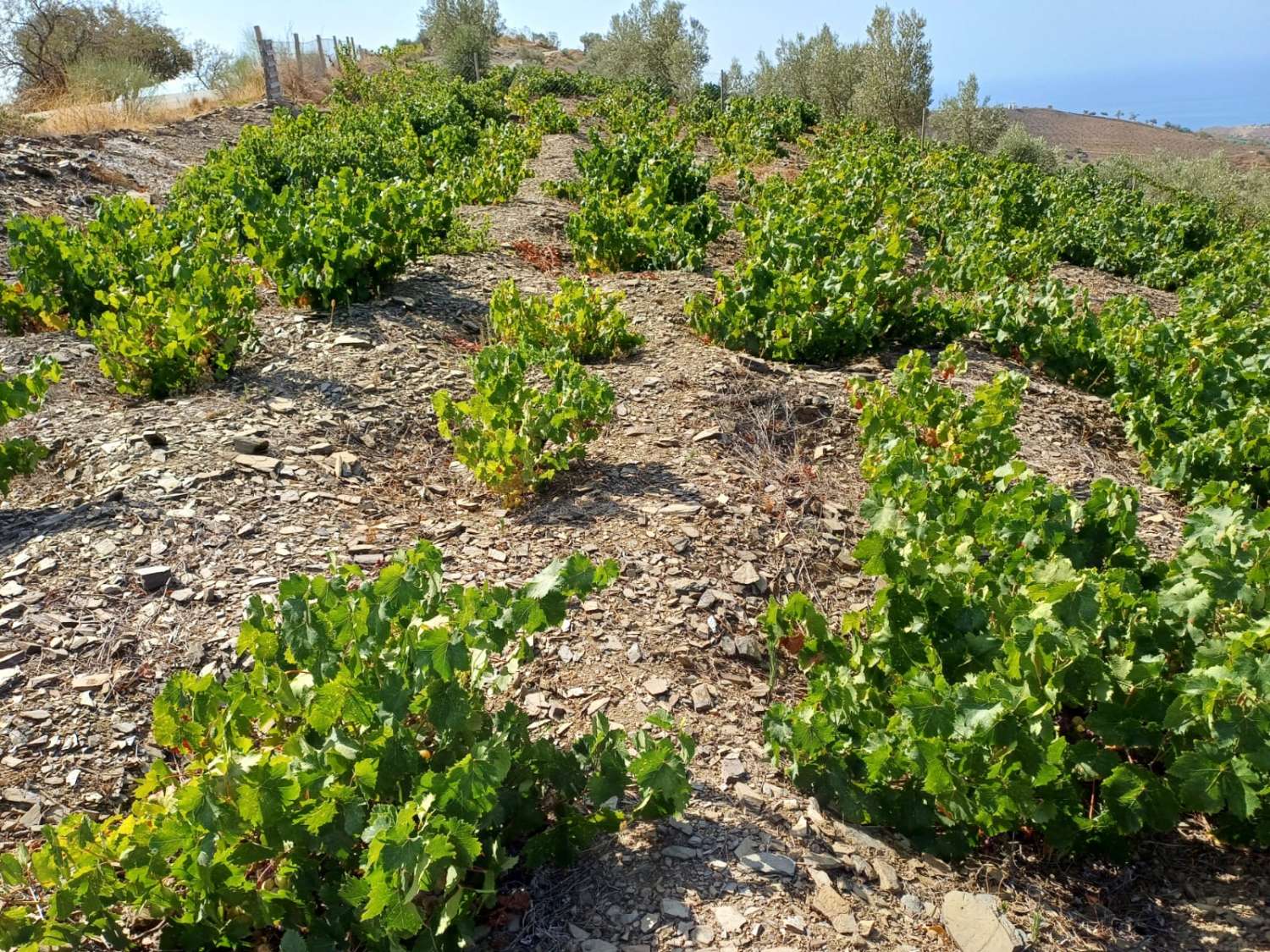 Paecela in Moclinejo vineyards