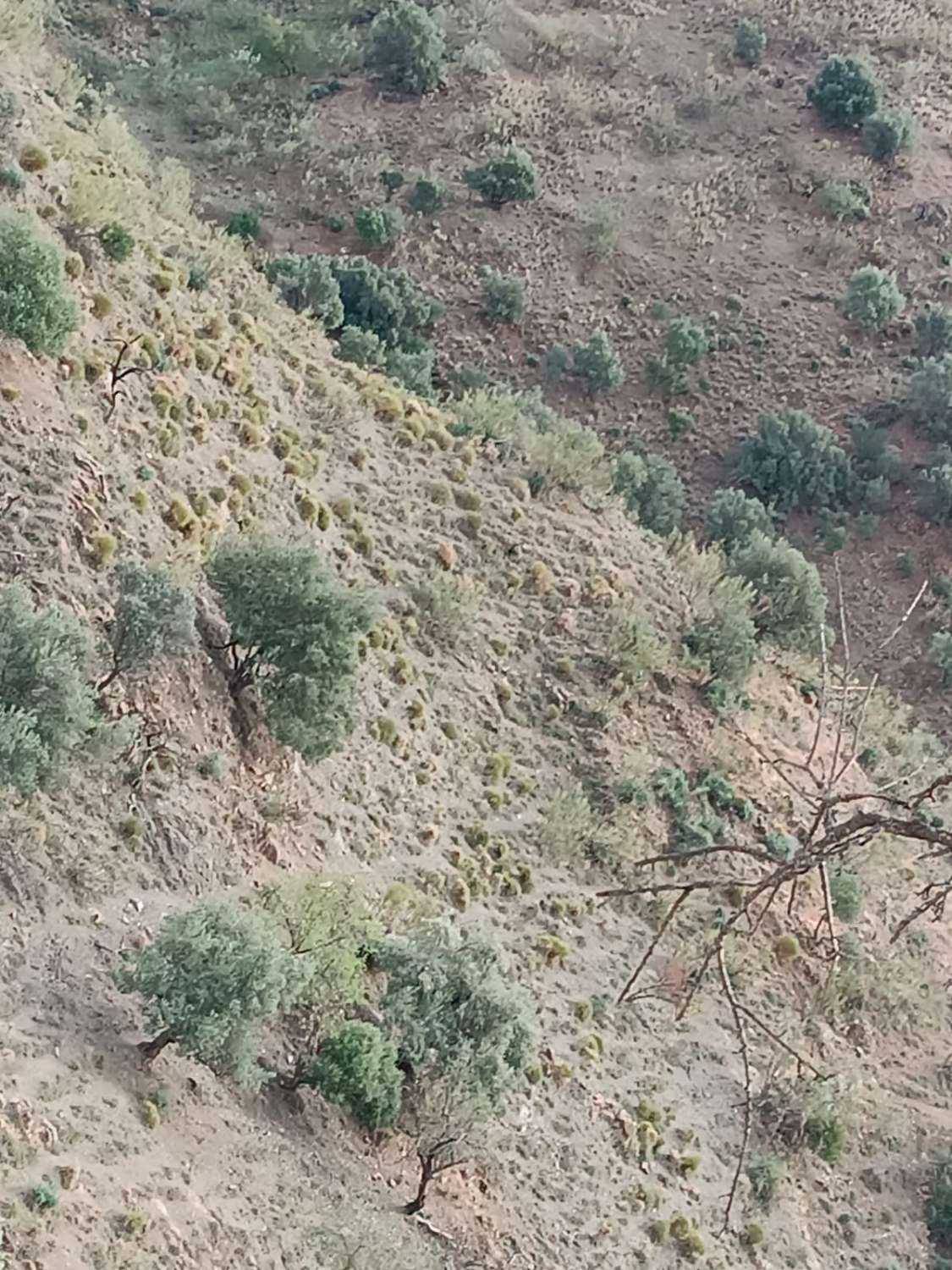 Grundstück in Macharavialla (Vallejos) mit Meerblick