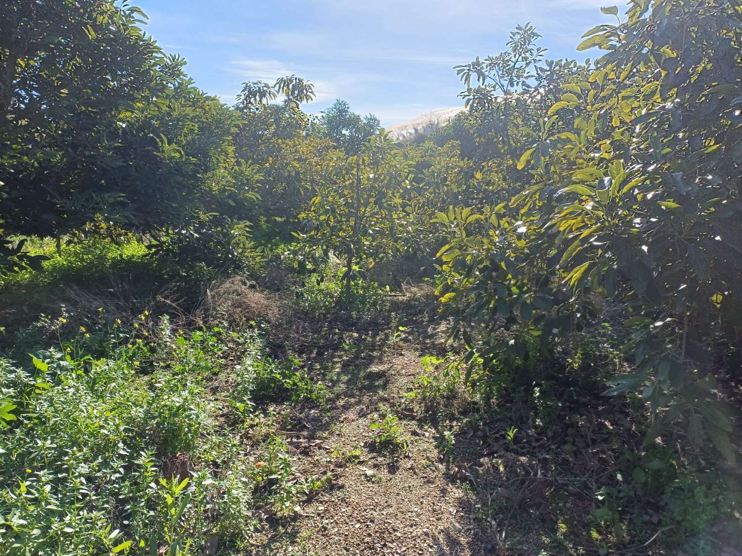 Parcela en el morche con agua