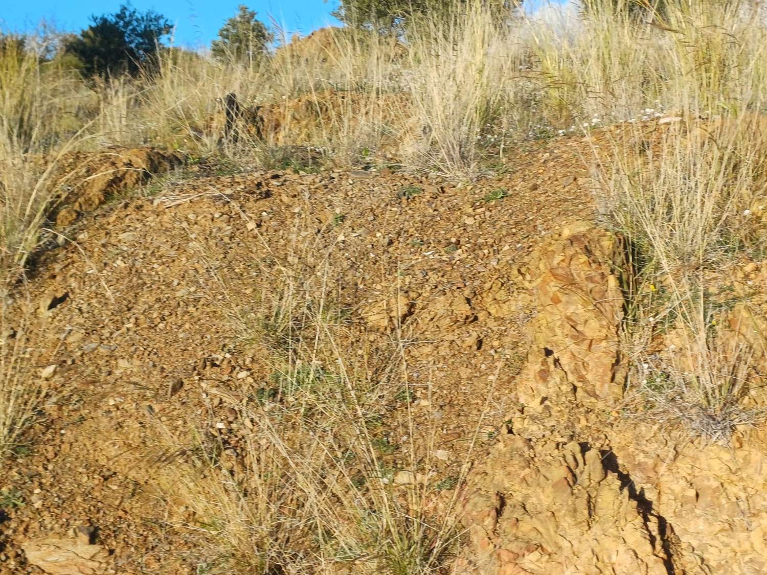 Parcela en almachar puesto de olivos