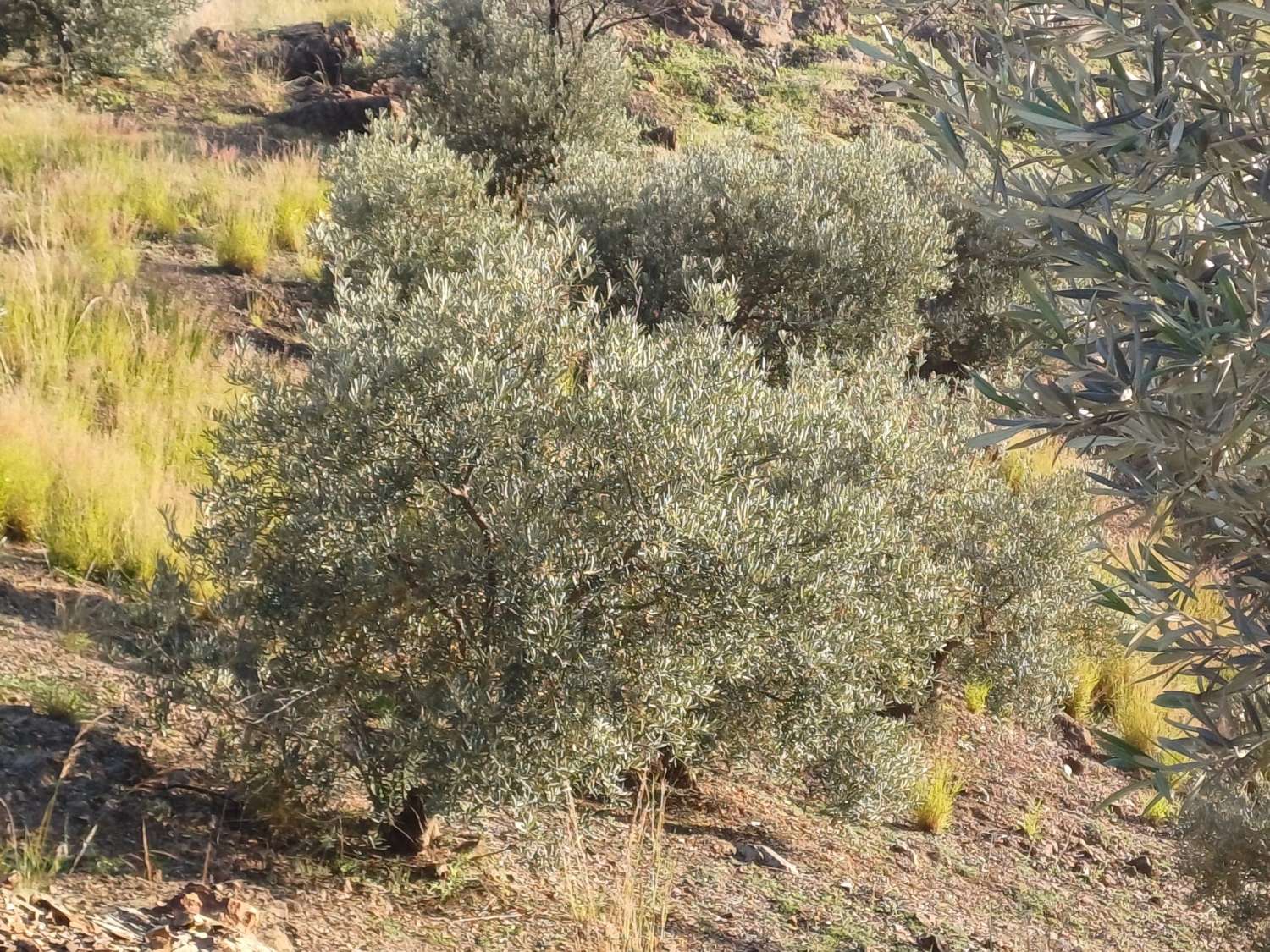 Parcela en almachar puesto de olivos