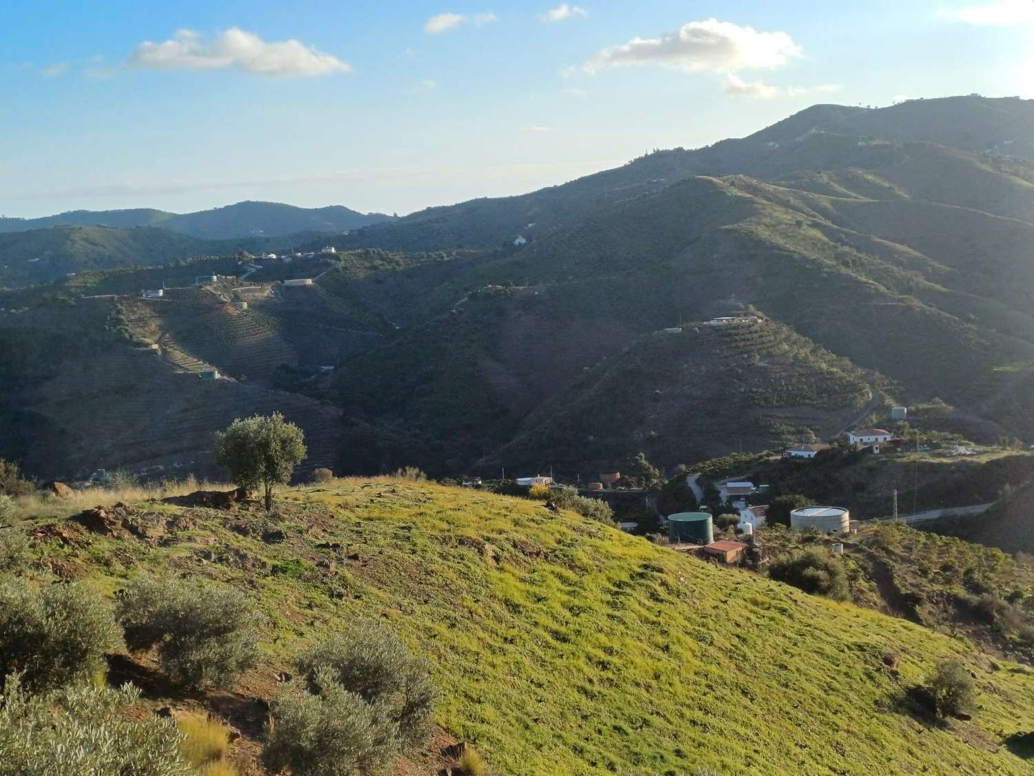 Parcela en almachar puesto de olivos