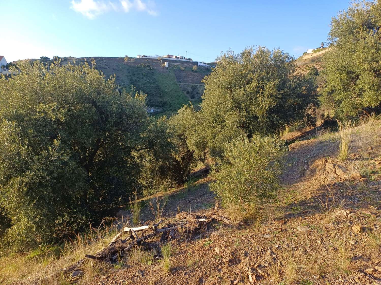 Parcela en almachar puesto de olivos