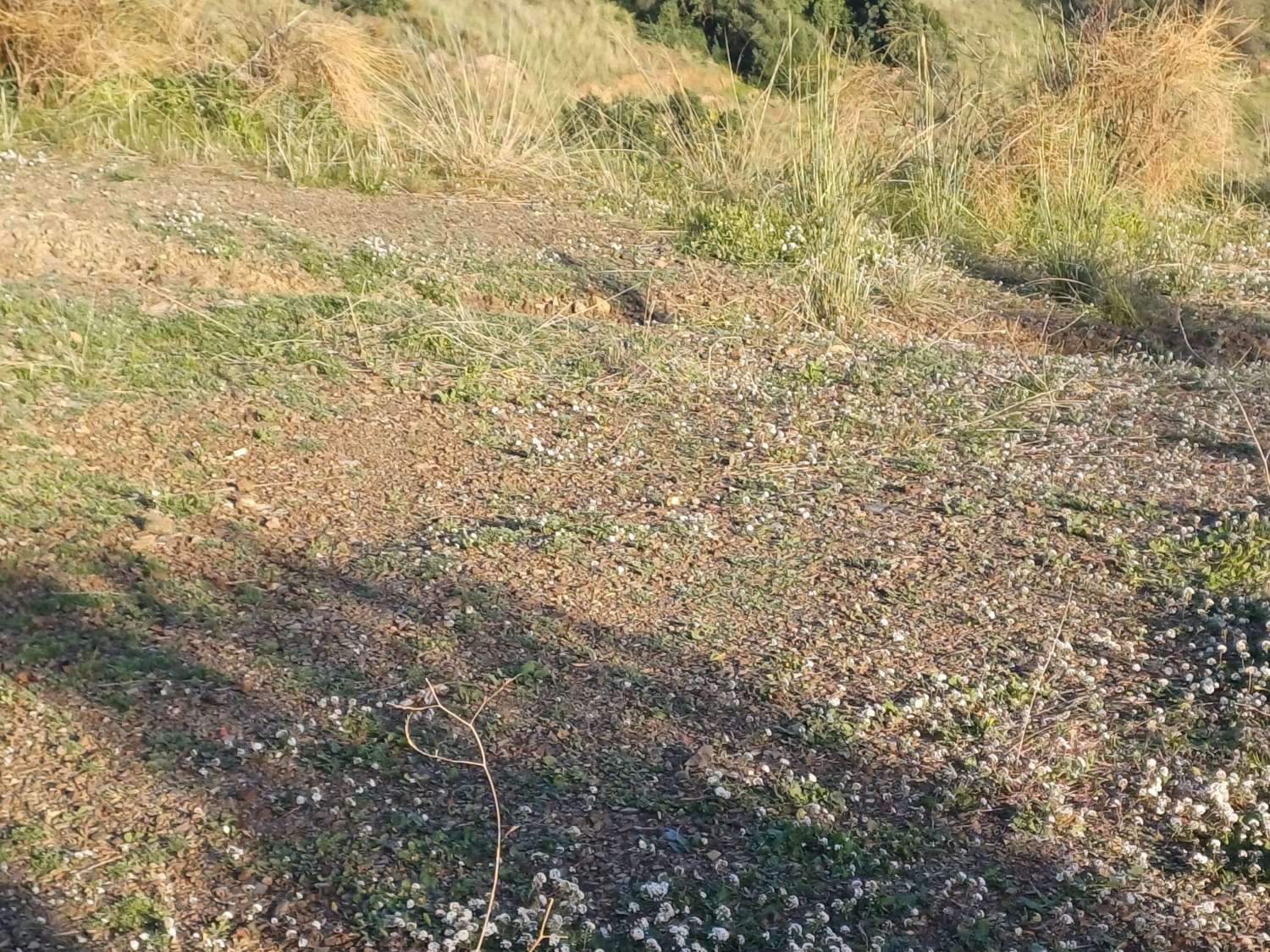 Parcela en almachar puesto de olivos