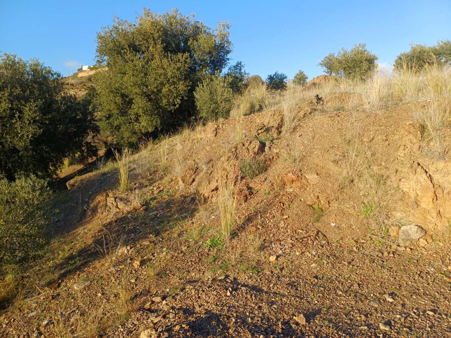 Parcela en almachar puesto de olivos