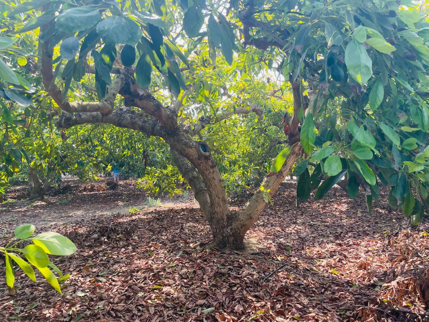 Parcela de aguacates con agua