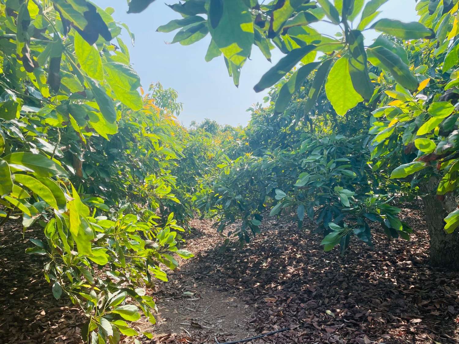 Parcela de aguacates con agua