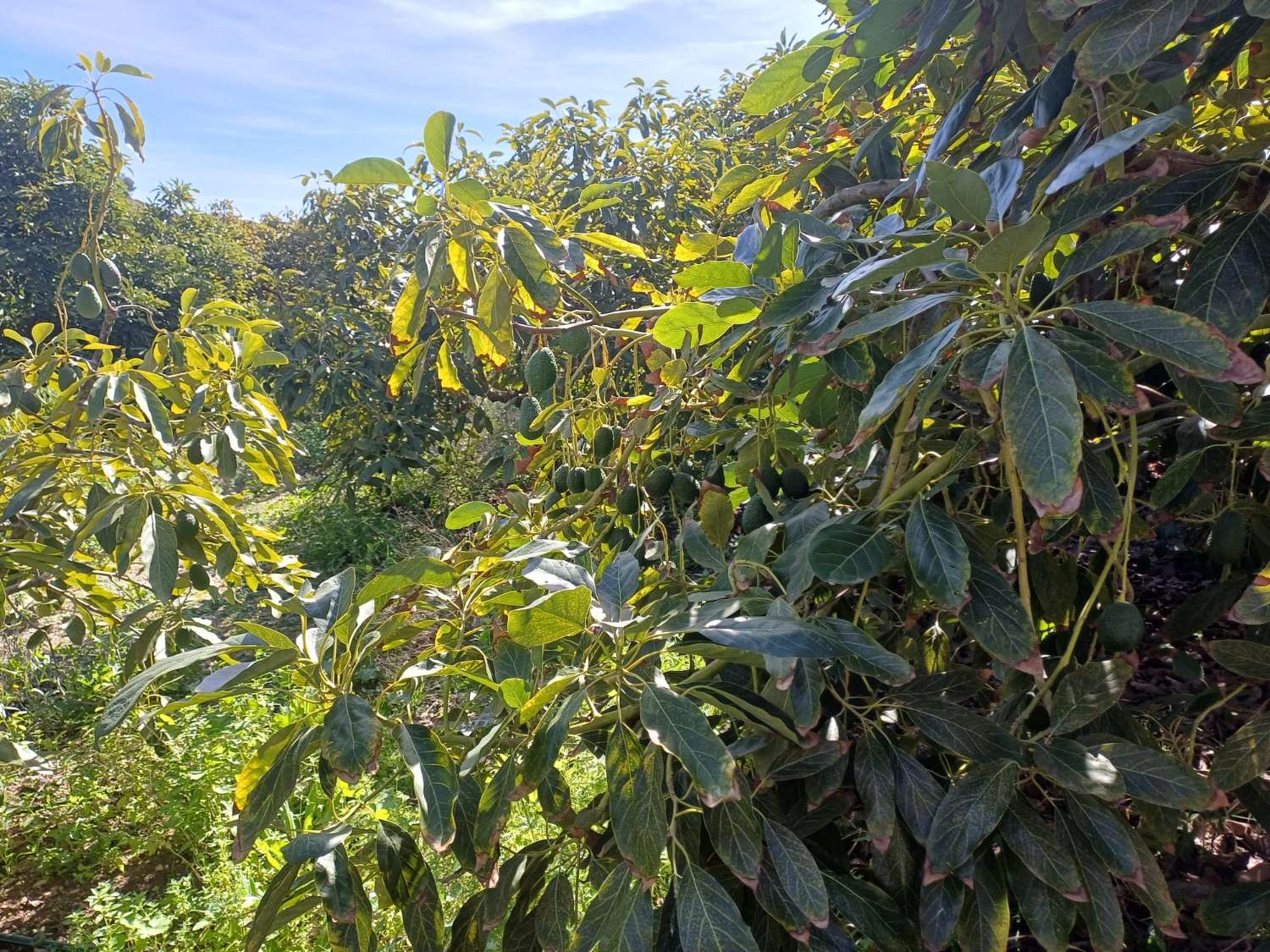 Plot in cajiz med avokado