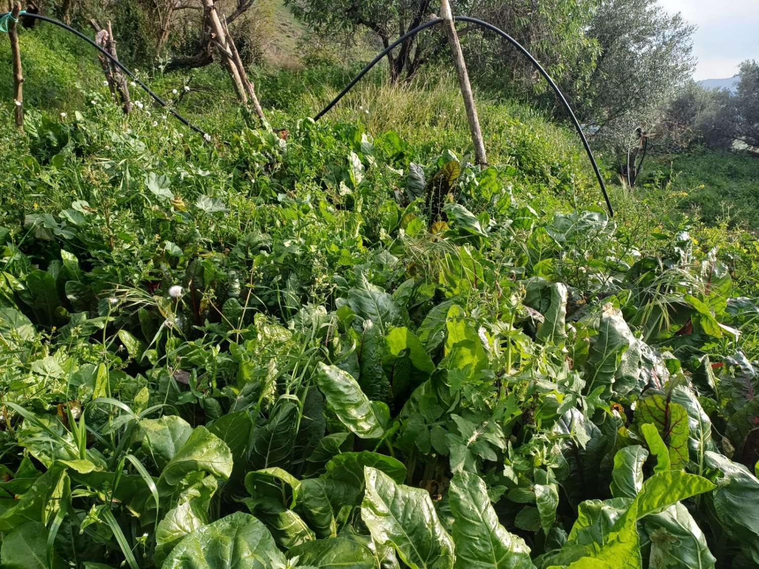 Plot salgai in Olías