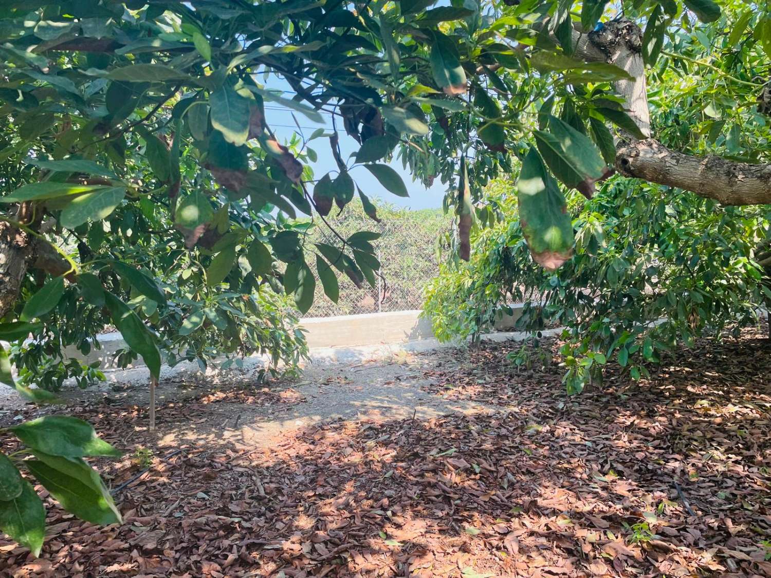 Maison de campagne avec avocatiers à Almayate