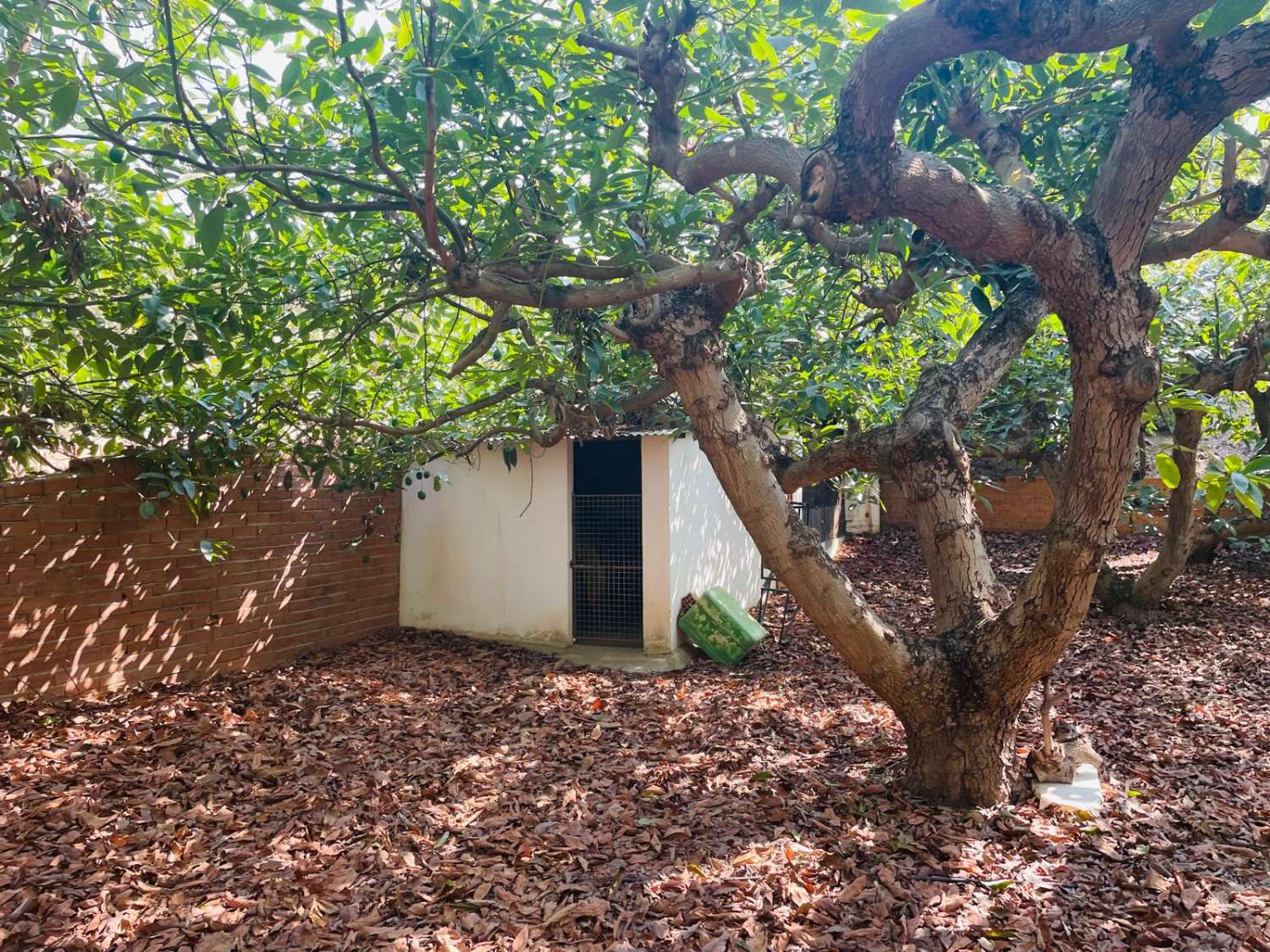 Maison de campagne avec avocatiers à Almayate