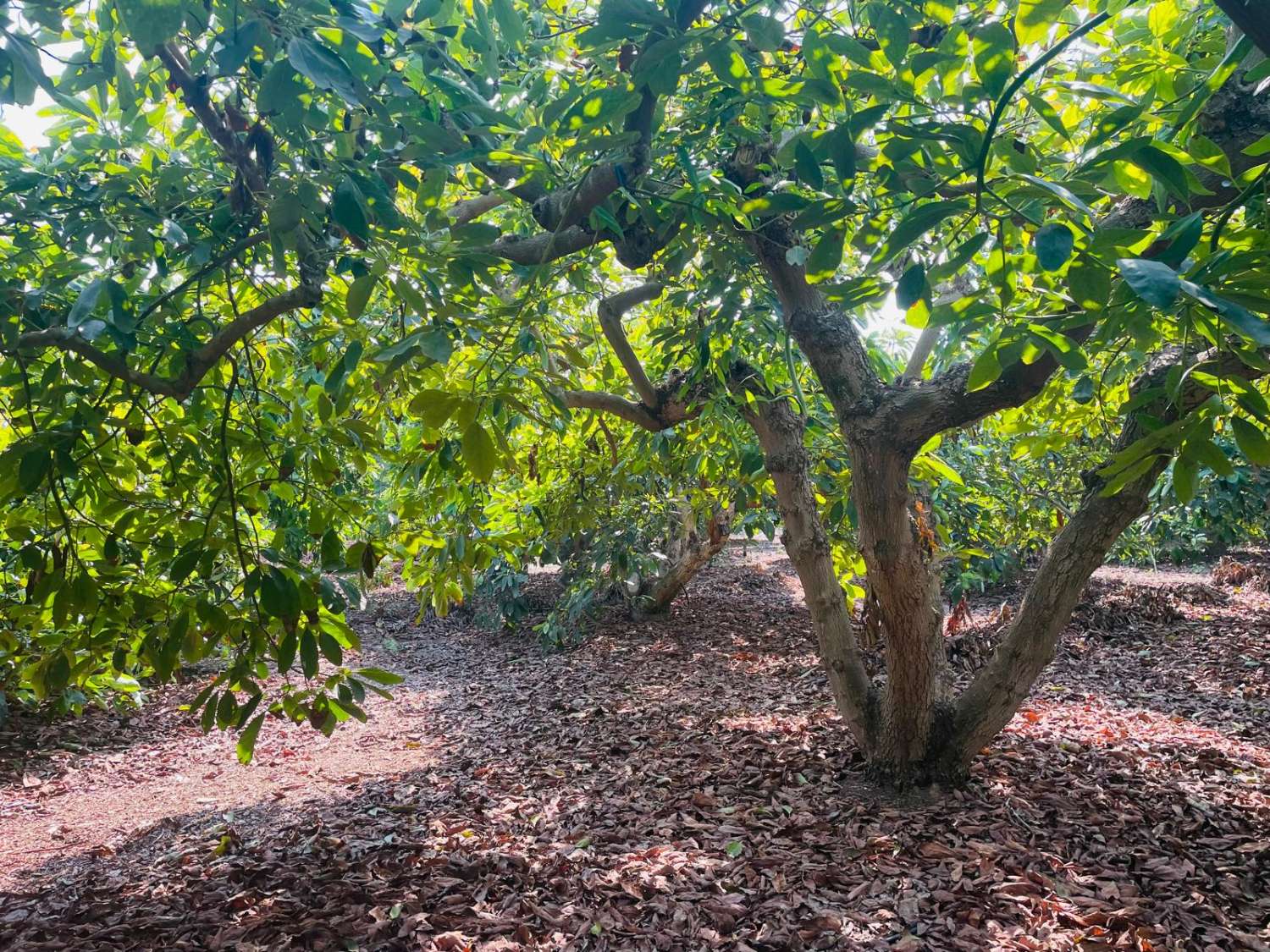 Maison de campagne avec avocatiers à Almayate