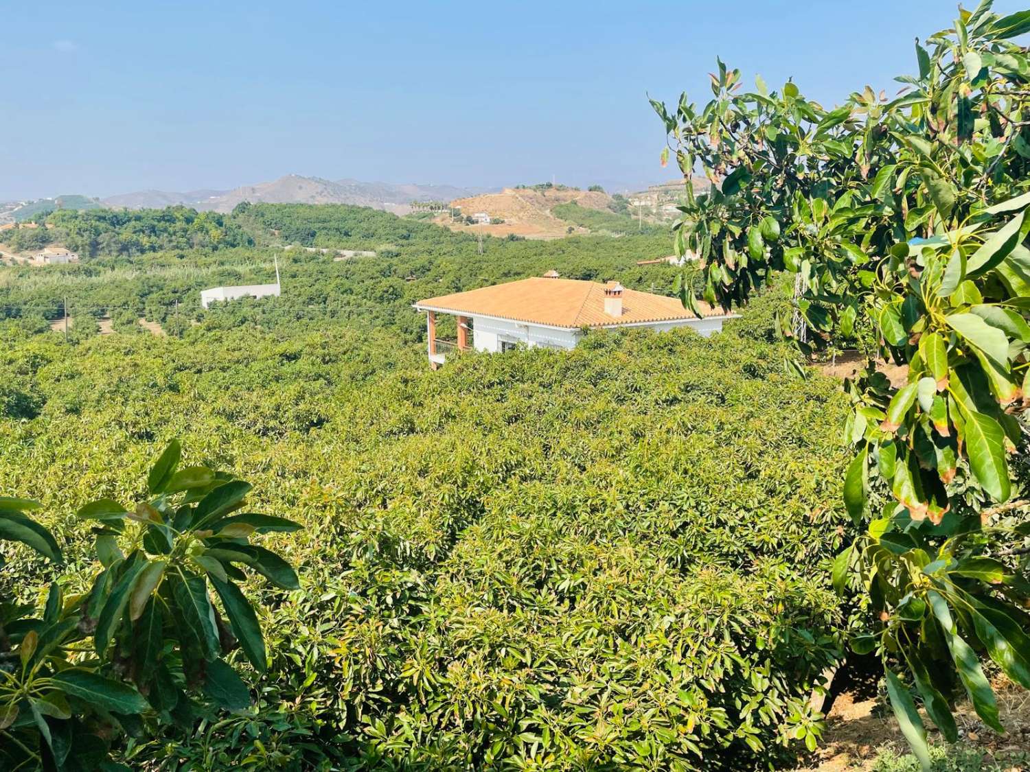 Maison de campagne avec avocatiers à Almayate