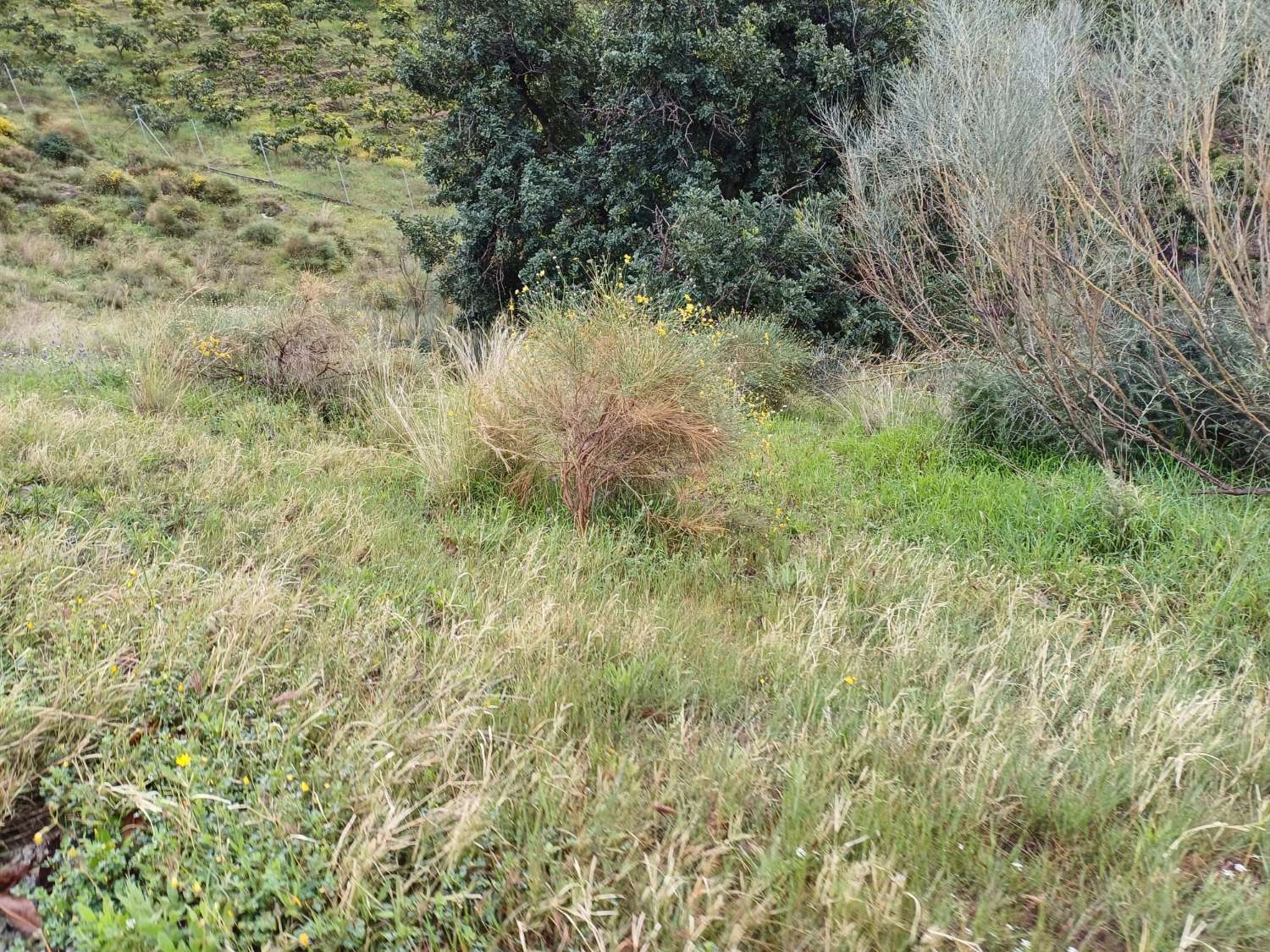 Grundstück in Triana mit Wasser