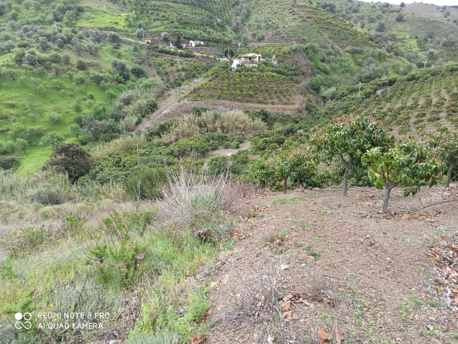 Parcela en venta en Benamocarra