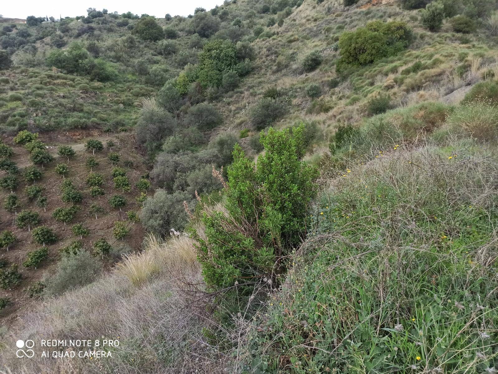 Parcela en venta en Benamocarra